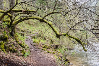 güneşli turist iz sonbahar ormanda