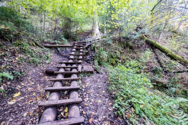 güneşli turist iz sonbahar ormanda
