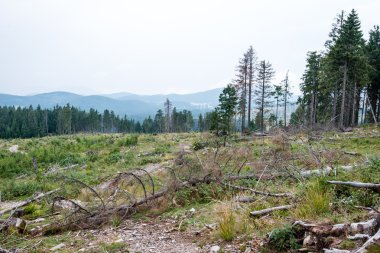 güneşli turist iz sonbahar ormanda