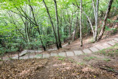 güneşli turist iz sonbahar ormanda