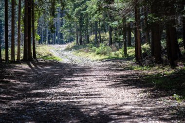 güneşli turist iz sonbahar ormanda