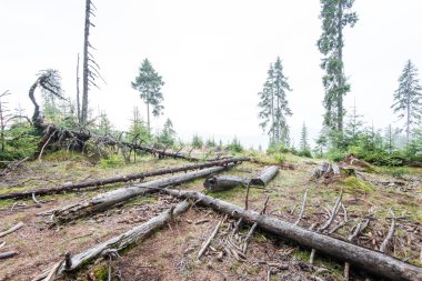 güneşli turist iz sonbahar ormanda