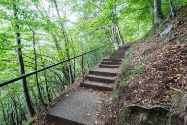 güneşli turist iz sonbahar ormanda