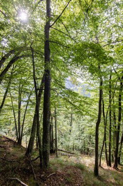 güneşli turist iz sonbahar ormanda
