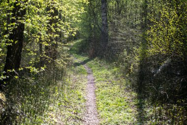 güneşli turist iz sonbahar ormanda