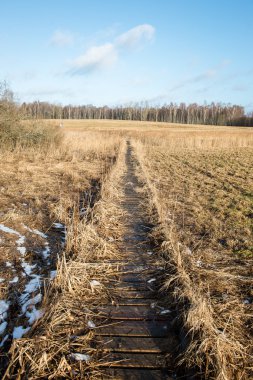 güneşli turist iz sonbahar ormanda