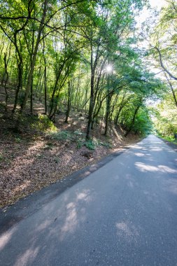 güneşli turist iz sonbahar ormanda