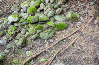 güneşli turist iz sonbahar ormanda
