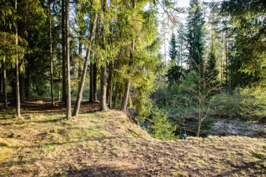 güneşli turist iz sonbahar ormanda