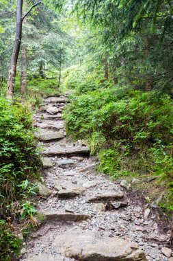 güneşli turist iz sonbahar ormanda