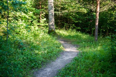 güneşli turist iz sonbahar ormanda