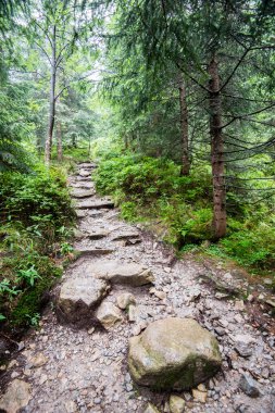 güneşli turist iz sonbahar ormanda