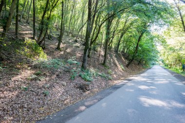 güneşli turist iz sonbahar ormanda