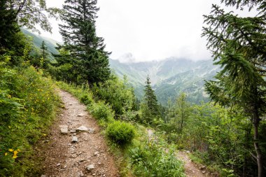 güneşli turist iz sonbahar ormanda