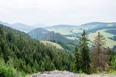 güneşli turist iz sonbahar ormanda
