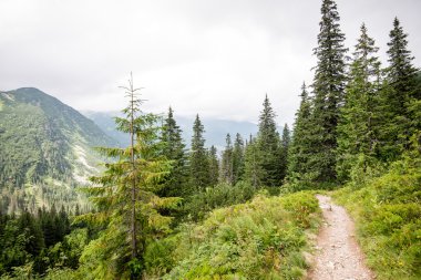 güneşli turist iz sonbahar ormanda
