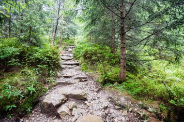 güneşli turist iz sonbahar ormanda