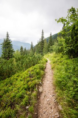 güneşli turist iz sonbahar ormanda