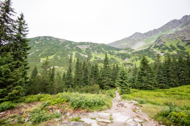 güneşli turist iz sonbahar ormanda