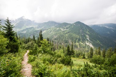 güneşli turist iz sonbahar ormanda