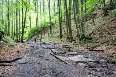 güneşli turist iz sonbahar ormanda