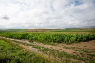 güneşli turist iz sonbahar ormanda