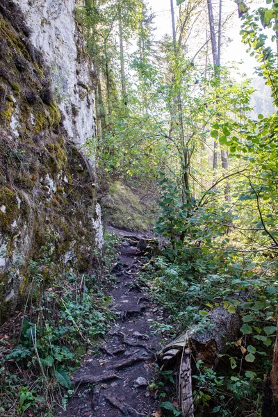 Sonniger Wanderweg im Wald im Herbst — Stockfoto