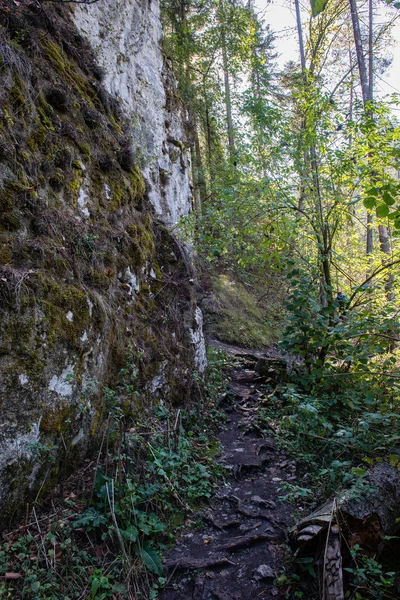 秋の森の中で日当たりの良い観光ルート — ストック写真