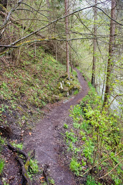 Zonnige toeristische route in de bossen in de herfst — Stockfoto