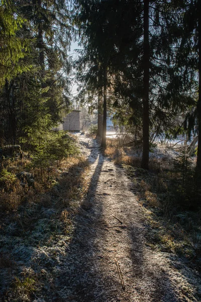 Zonnige toeristische route in de bossen in de herfst — Stockfoto