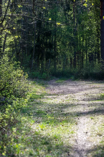 Sonniger Wanderweg im Wald im Herbst — Stockfoto