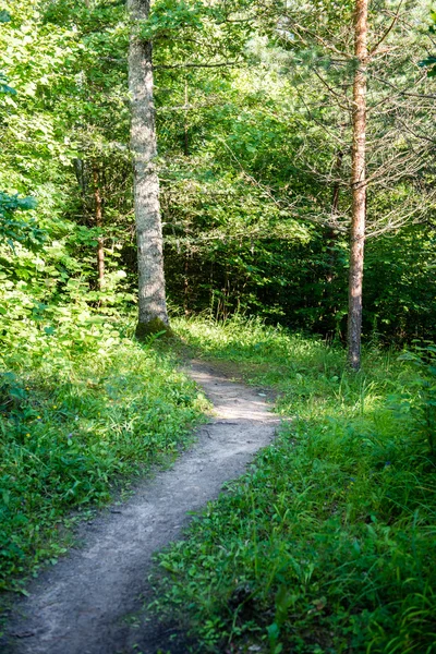 Soliga turiststråken i skogen i höst — Stockfoto