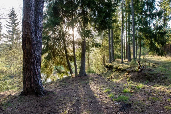 Sentier touristique ensoleillé dans les bois en automne — Photo