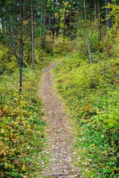 Sonniger Wanderweg im Wald im Herbst — Stockfoto