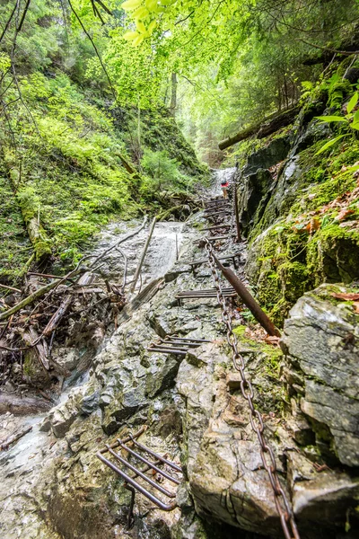 Soliga turiststråken i skogen i höst — Stockfoto