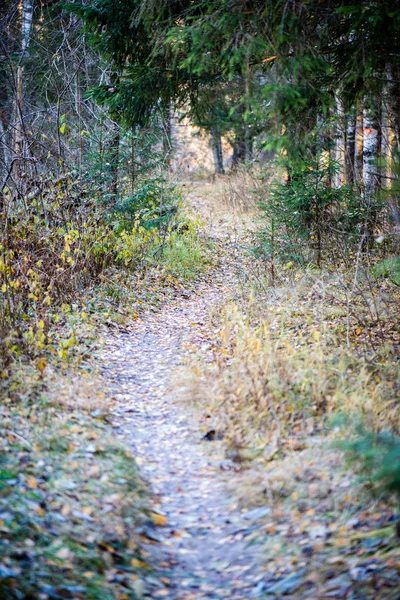 Sentier touristique ensoleillé dans les bois en automne — Photo