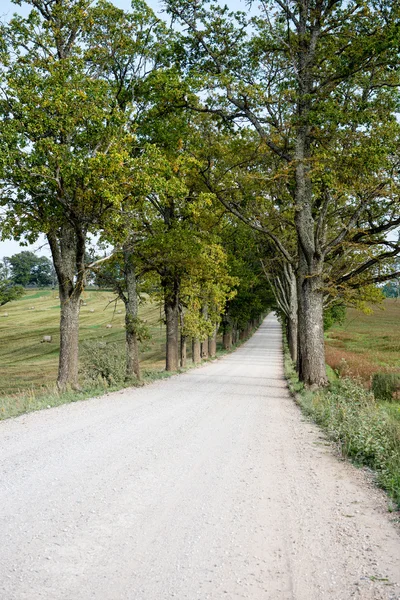 Country Road landscape — Stock Photo, Image