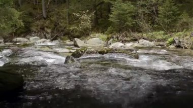 Dağ nehir taşları ve moss ile