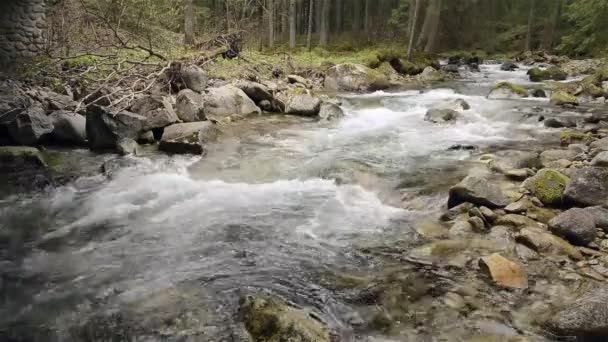 Berg rivier met rotsen en mos — Stockvideo