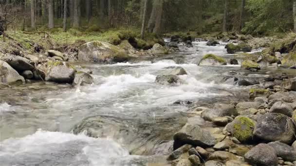 Rivière de montagne avec rochers et mousse — Video