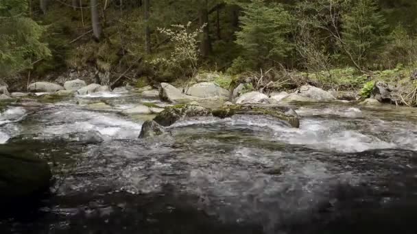 Mountain river with rocks and moss — Stock Video