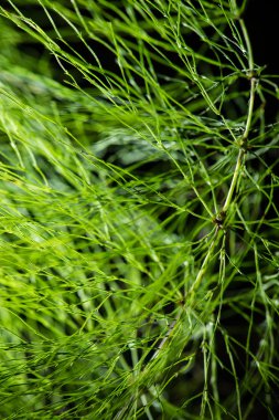 yeşil zemin üzerine soyut bitki örtüsü 