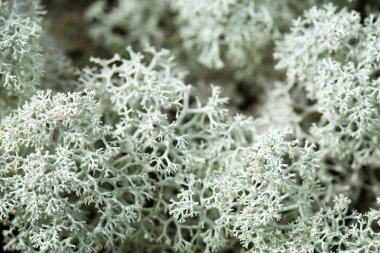 yeşil zemin üzerine beyaz yosun 