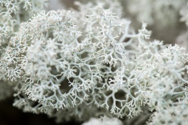 yeşil zemin üzerine beyaz yosun 