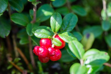 kızılcık yeşil zemin üzerine 