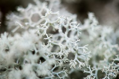 yeşil zemin üzerine beyaz yosun 