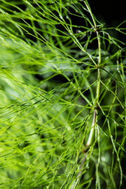 yeşil zemin üzerine soyut bitki örtüsü 