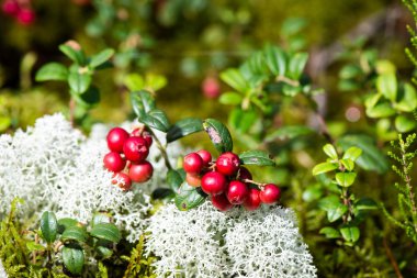 kızılcık yeşil zemin üzerine 