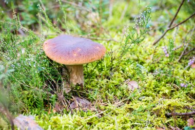 yeşil zemin üzerine mantar 