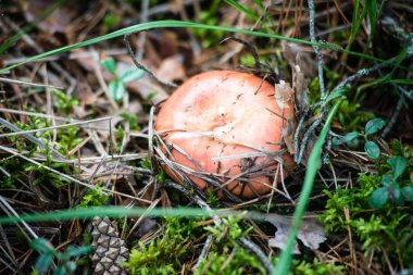yeşil zemin üzerine mantar 
